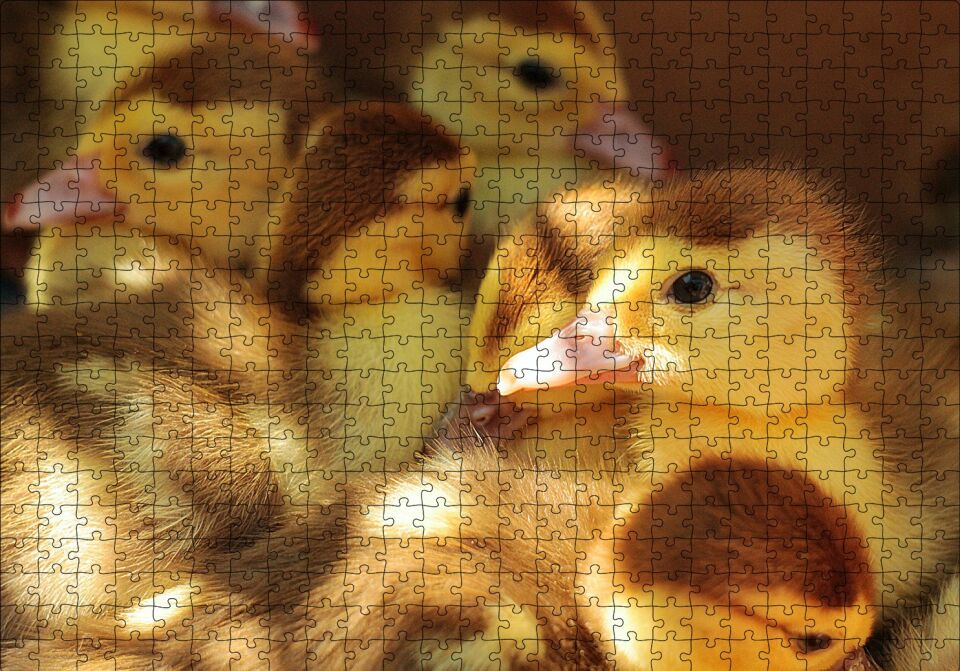Ördek Yavruları Puzzle Yapboz MDF Ahşap 500 Parça 49 cm X 68 cm