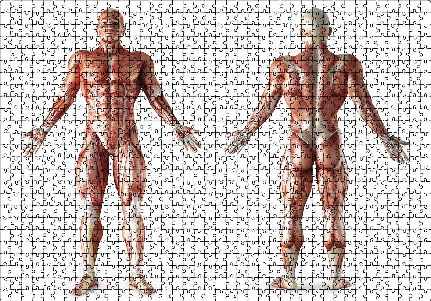 İnsan Kas Anatomisi Puzzle Yapboz MDF Ahşap 1000 Parça 49 cm X 68 cm