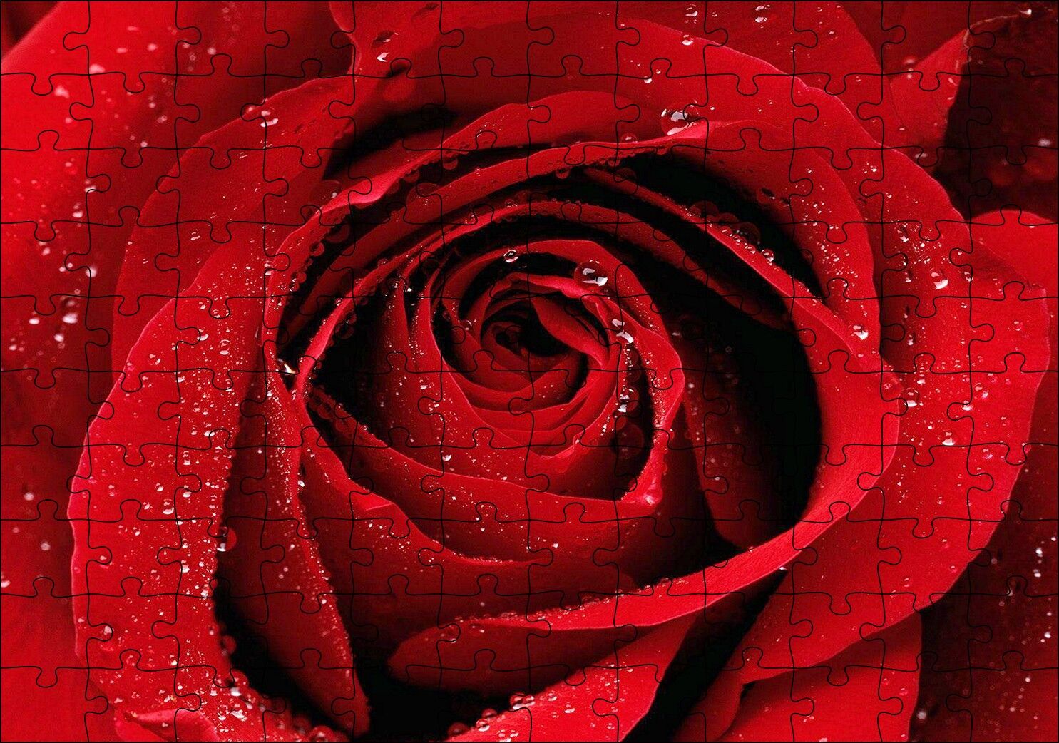 Yağmur Damlası Ve Güzel Gül Fotoğrafı Puzzle Yapboz MDF Ahşap