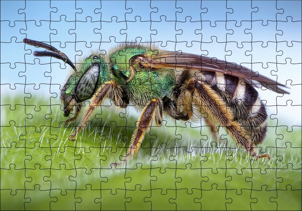 Yaprağın Üzerindeki Yaban Arısı Makro Çekim Puzzle Yapboz MDF Ahşap 120 Parça 24 cm X 34 cm
