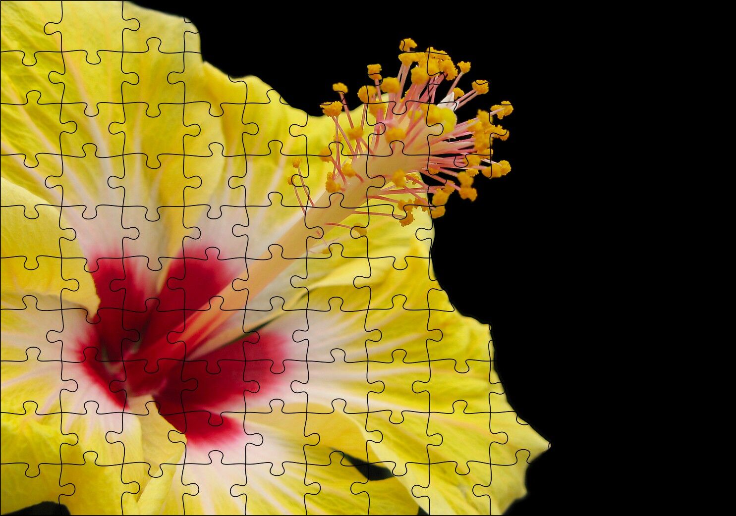 Sarı Gülhatmi Çiçeği Yakın Çekim Siyah Arka Plan Puzzle Yapboz MDF Ahşap 120 Parça 24 cm X 34 cm
