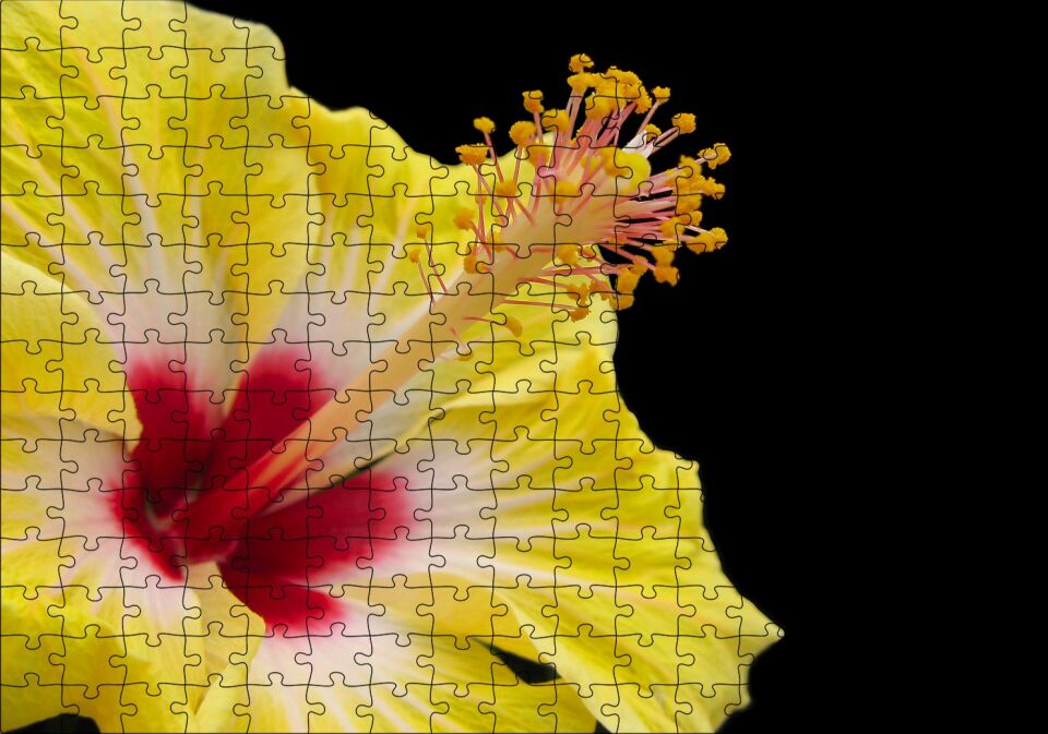 Sarı Gülhatmi Çiçeği Yakın Çekim Siyah Arka Plan Puzzle Yapboz MDF Ahşap 255 Parça 34 cm X 49 cm