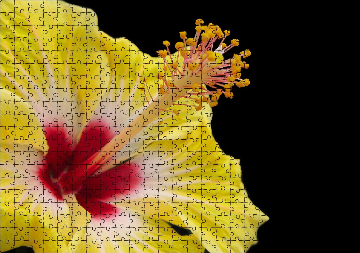 Sarı Gülhatmi Çiçeği Yakın Çekim Siyah Arka Plan Puzzle Yapboz MDF Ahşap 500 Parça 49 cm X 68 cm