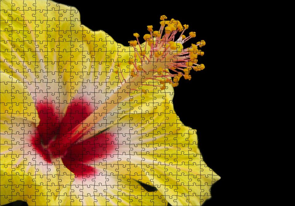 Sarı Gülhatmi Çiçeği Yakın Çekim Siyah Arka Plan Puzzle Yapboz MDF Ahşap 500 Parça 49 cm X 68 cm