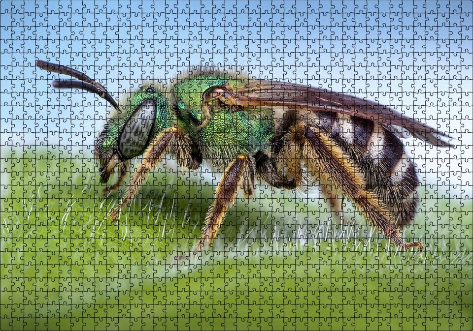 Yaprağın Üzerindeki Yaban Arısı Makro Çekim Puzzle Yapboz MDF Ahşap 1000 Parça 49 cm X 68 cm