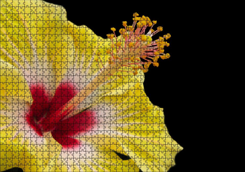 Sarı Gülhatmi Çiçeği Yakın Çekim Siyah Arka Plan Puzzle Yapboz MDF Ahşap 1000 Parça 49 cm X 68 cm