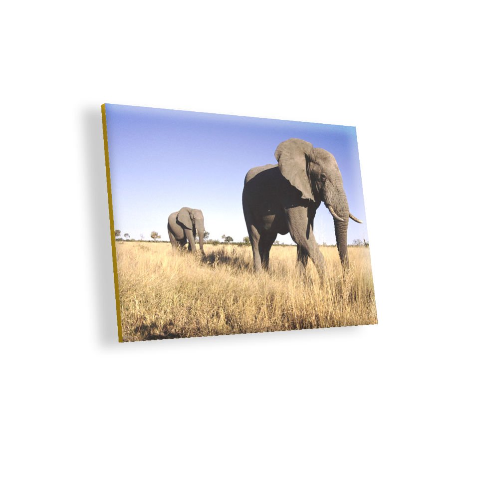 Afrikadaki İkili Filler MDF Akşap Duvar Tablo 50x70 cm