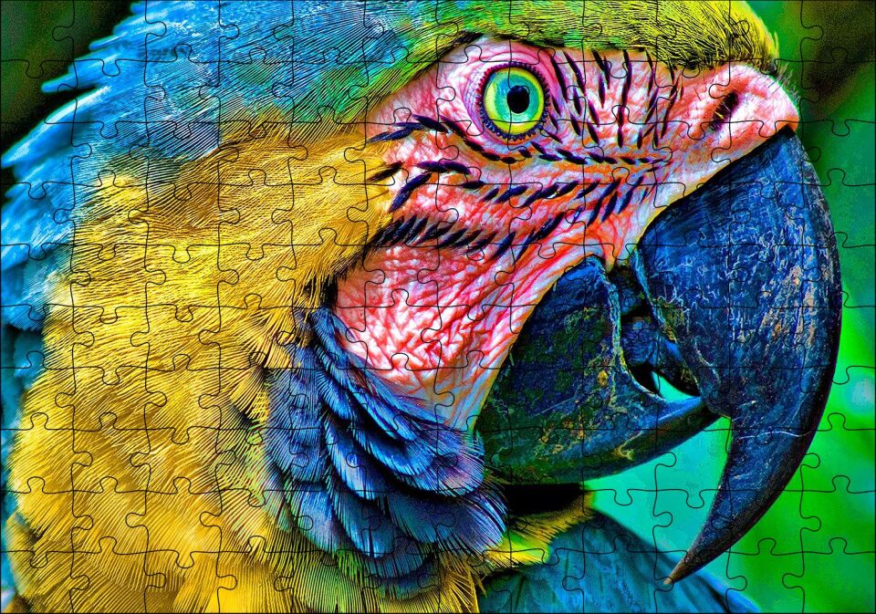 Macaw Papağanı Rengarenk Başı Yakın Plan Puzzle Yapboz MDF Ahşap