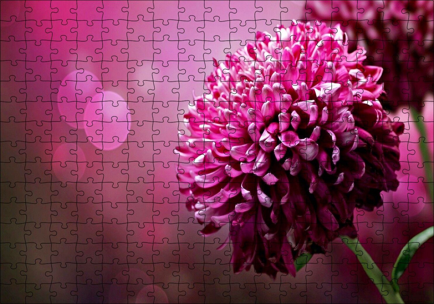 Lila Rengi Çiçek Yakın Çekim Flu Arkaplan Puzzle Yapboz MDF Ahşap 255 Parça 34 cm X 49 cm