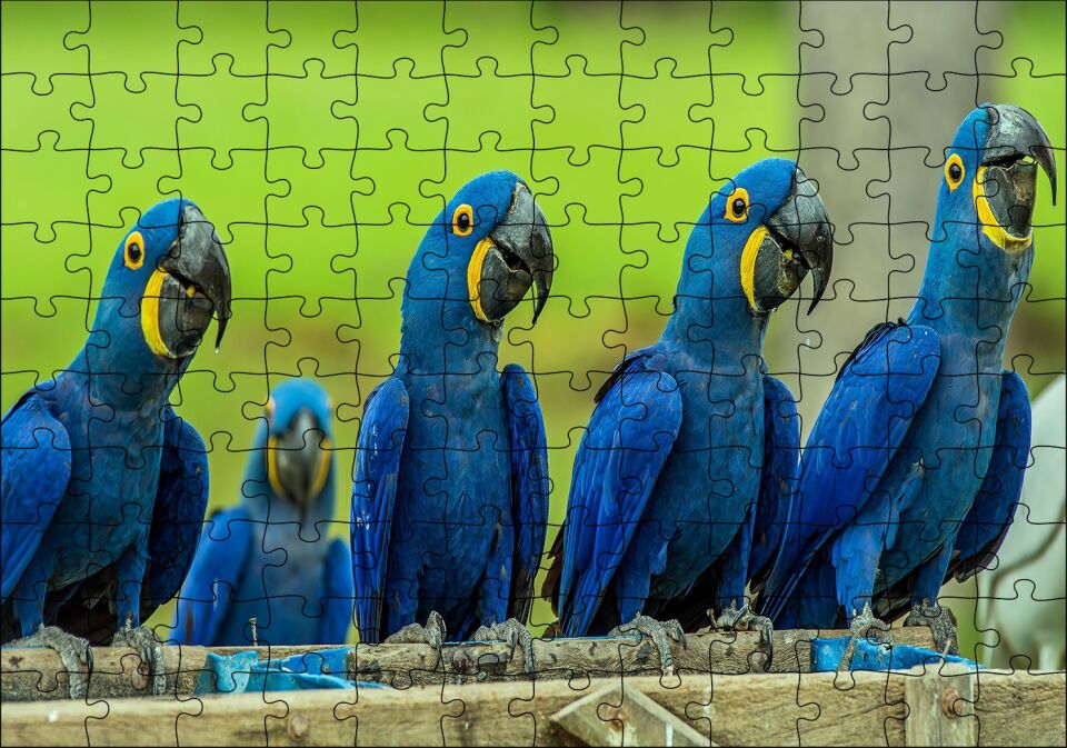 Mavi Macaw Papağanları Puzzle Yapboz MDF Ahşap