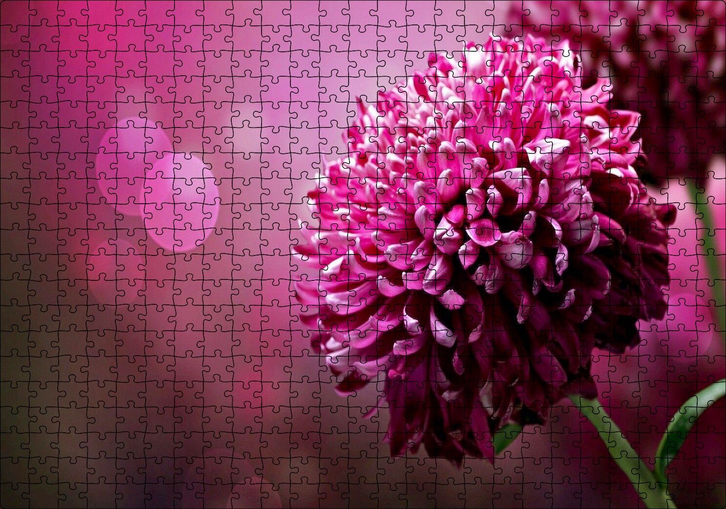 Lila Rengi Çiçek Yakın Çekim Flu Arkaplan Puzzle Yapboz MDF Ahşap 500 Parça 49 cm X 68 cm