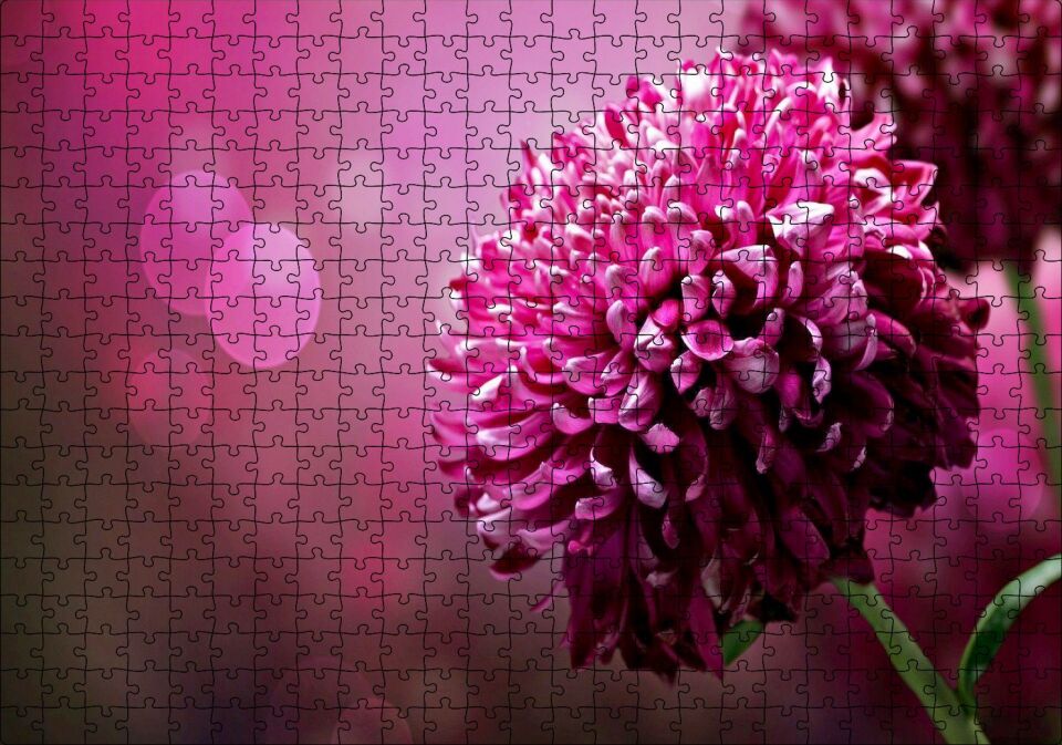 Lila Rengi Çiçek Yakın Çekim Flu Arkaplan Puzzle Yapboz MDF Ahşap 500 Parça 49 cm X 68 cm