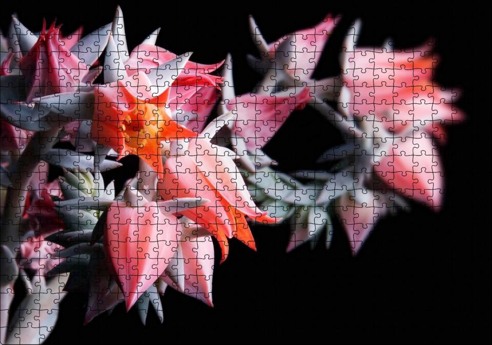 Kırmızı Bardak Çiçekleri Karanlık Arka Plan Puzzle Yapboz MDF Ahşap 500 Parça 49 cm X 68 cm