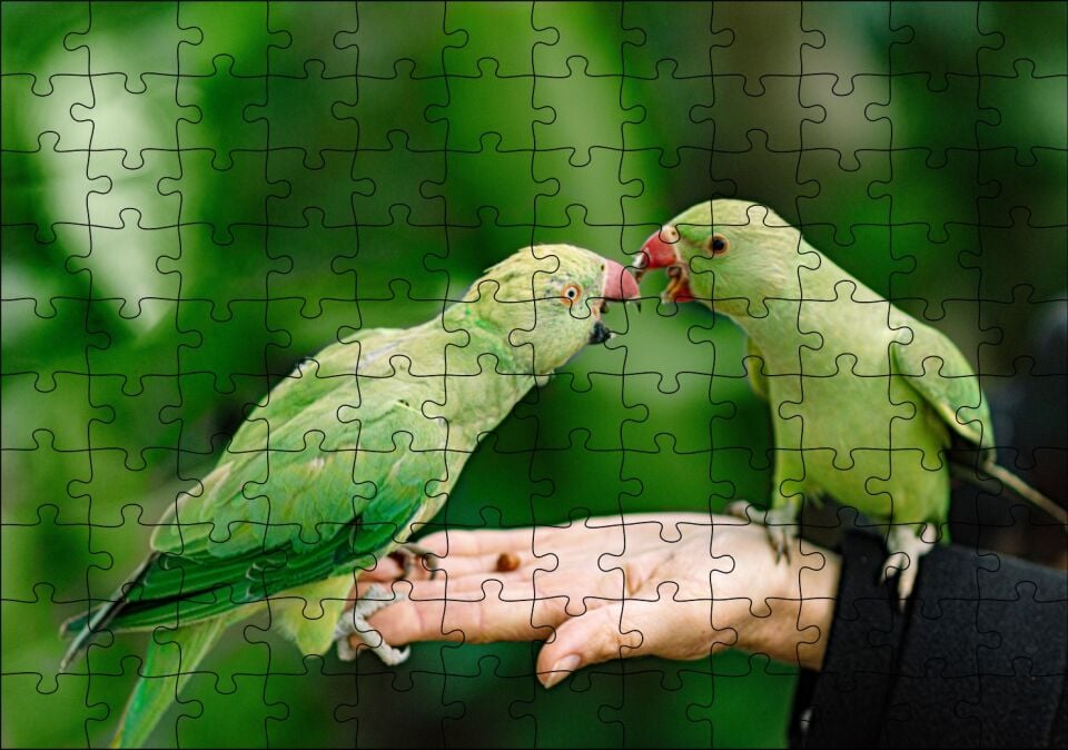 El Üzerinde Bir Çift Sevda Papağanı Puzzle Yapboz MDF Ahşap