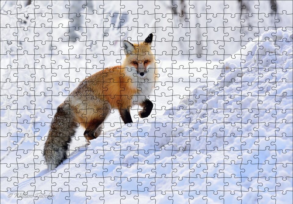 Karlar Üzerinde Kutup Tilkisi Puzzle Yapboz MDF Ahşap 255 Parça 34 cm X 49 cm
