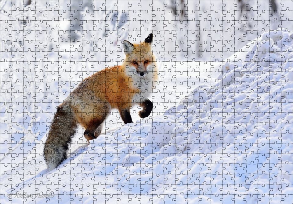 Karlar Üzerinde Kutup Tilkisi Puzzle Yapboz MDF Ahşap 500 Parça 49 cm X 68 cm