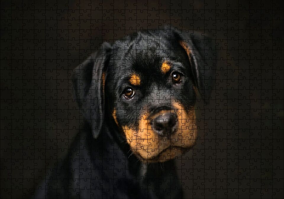 Sevimli Rottweiller Yavrusu Karanlık Arka Plan Puzzle Yapboz MDF Ahşap 500 Parça 49 cm X 68 cm