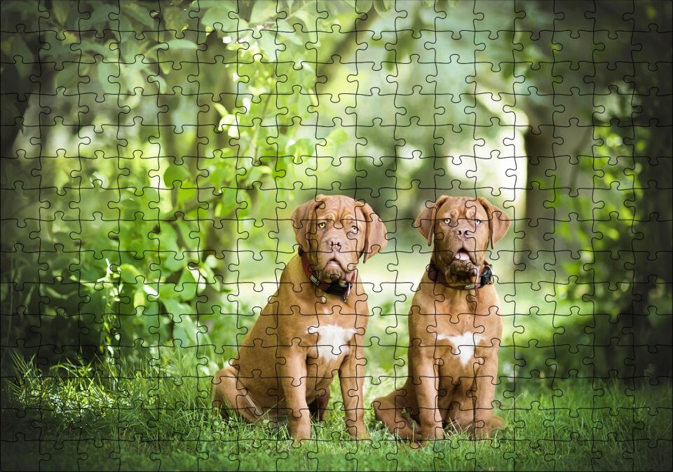 Yeşil Ağaçlar Arasındaki Kahverengi Boxerlar Puzzle Yapboz MDF Ahşap 255 Parça 34 cm X 49 cm