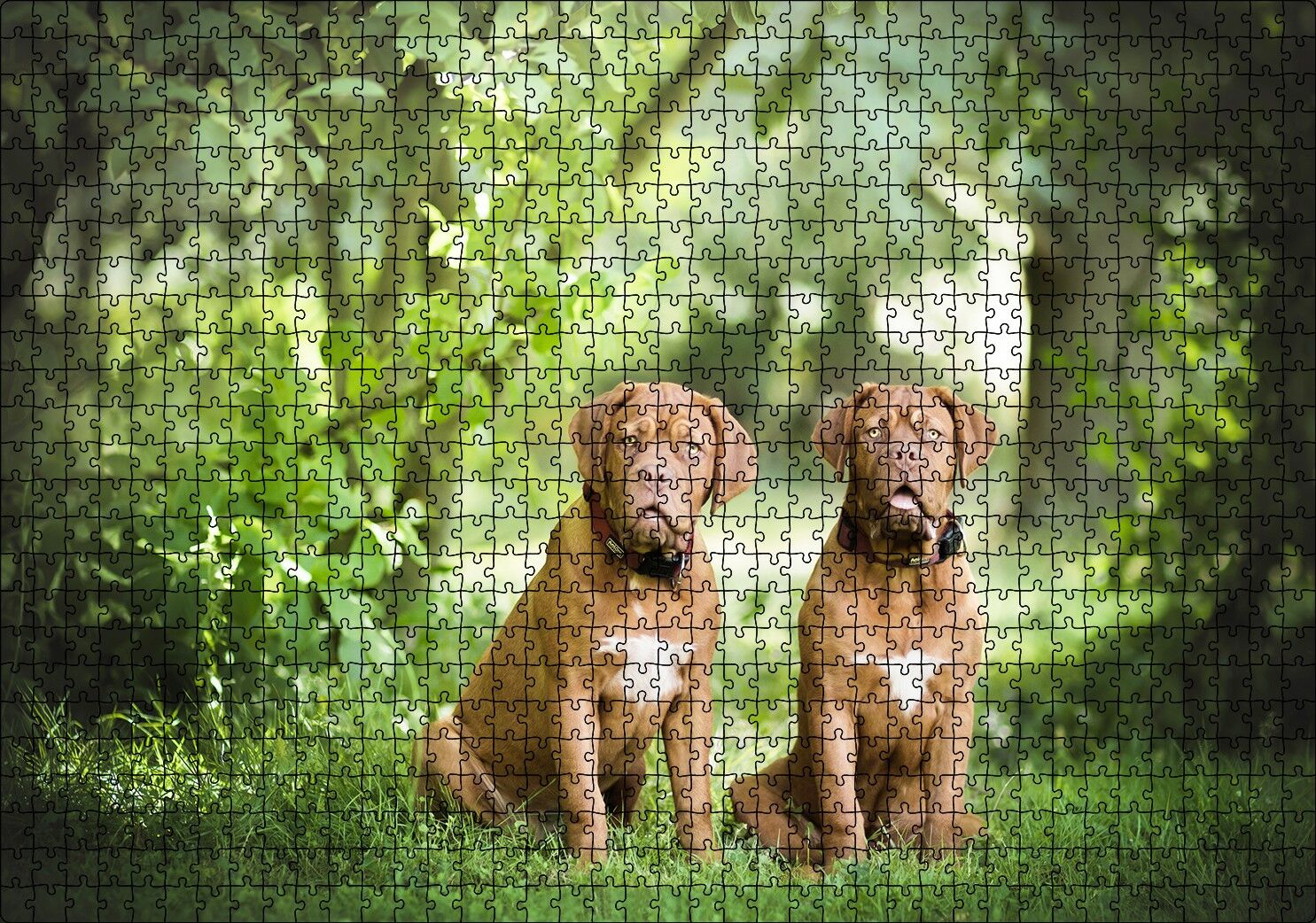 Yeşil Ağaçlar Arasındaki Kahverengi Boxerlar Puzzle Yapboz MDF Ahşap 1000 Parça 49 cm X 68 cm