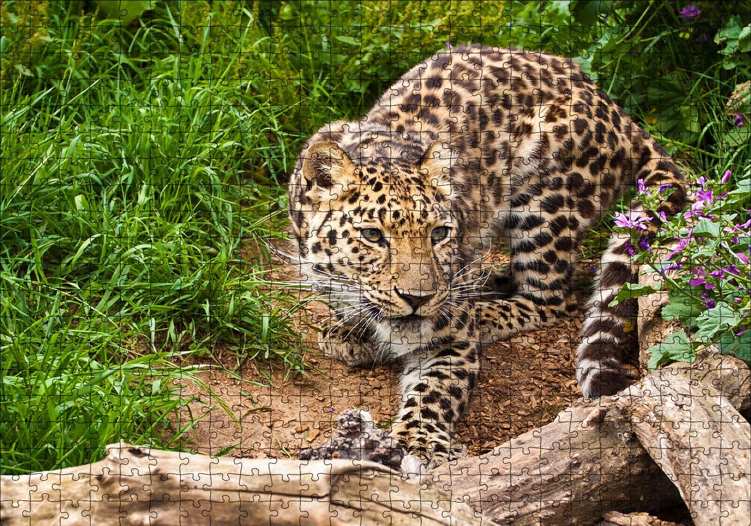 Çayırdaki Leopar Pusuda Puzzle Yapboz MDF Ahşap 500 Parça 49 cm X 68 cm