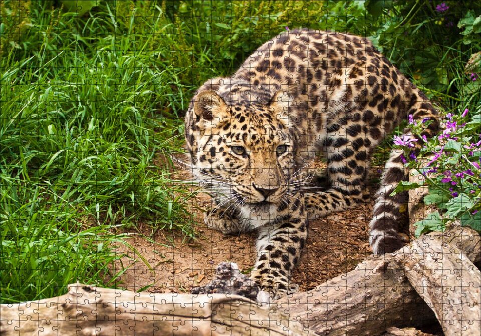 Çayırdaki Leopar Pusuda Puzzle Yapboz MDF Ahşap 500 Parça 49 cm X 68 cm