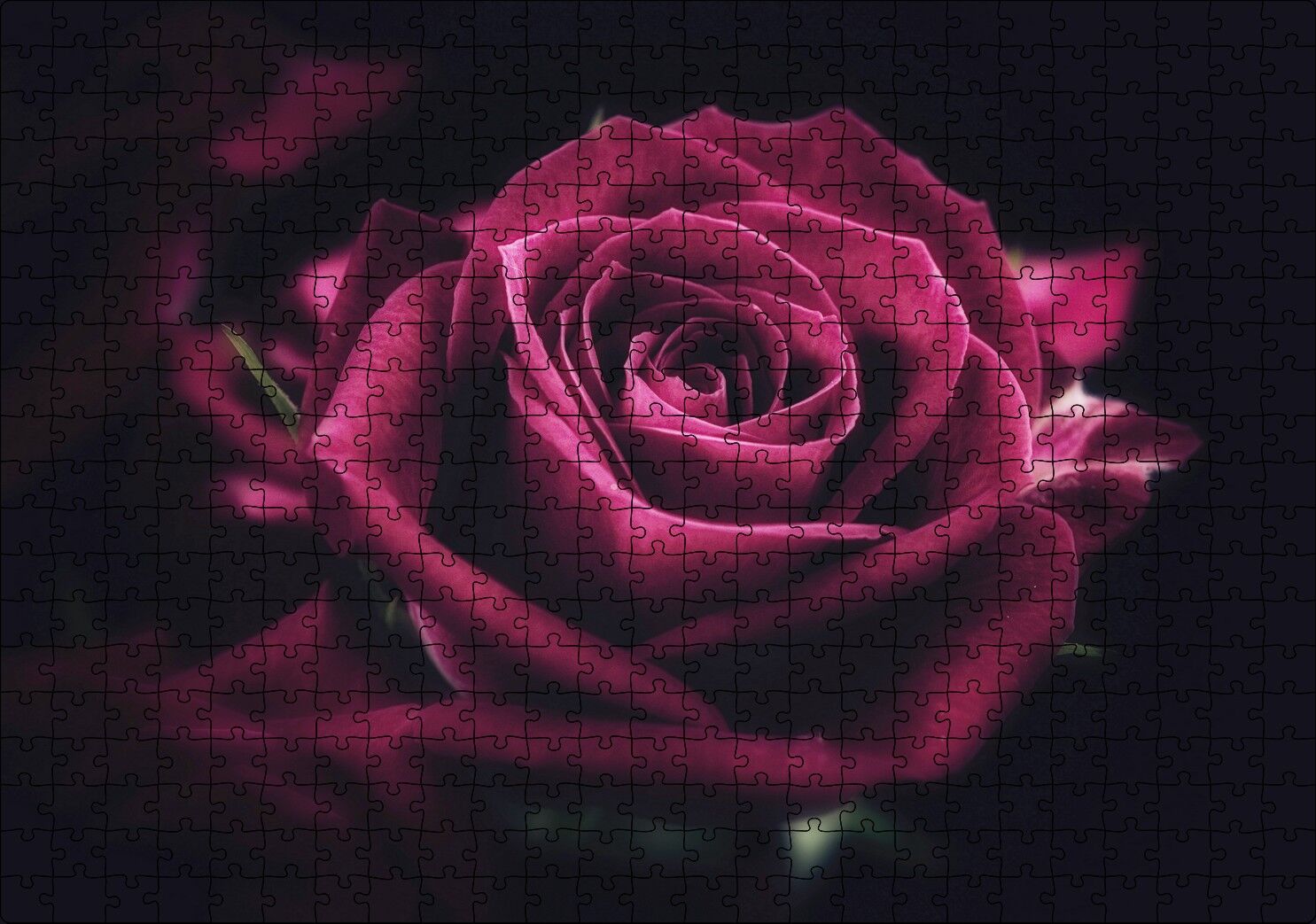 Kırmızı Kadife Gül Yakın Çekim Karanlık Arka Plan Puzzle Yapboz MDF Ahşap 500 Parça 49 cm X 68 cm