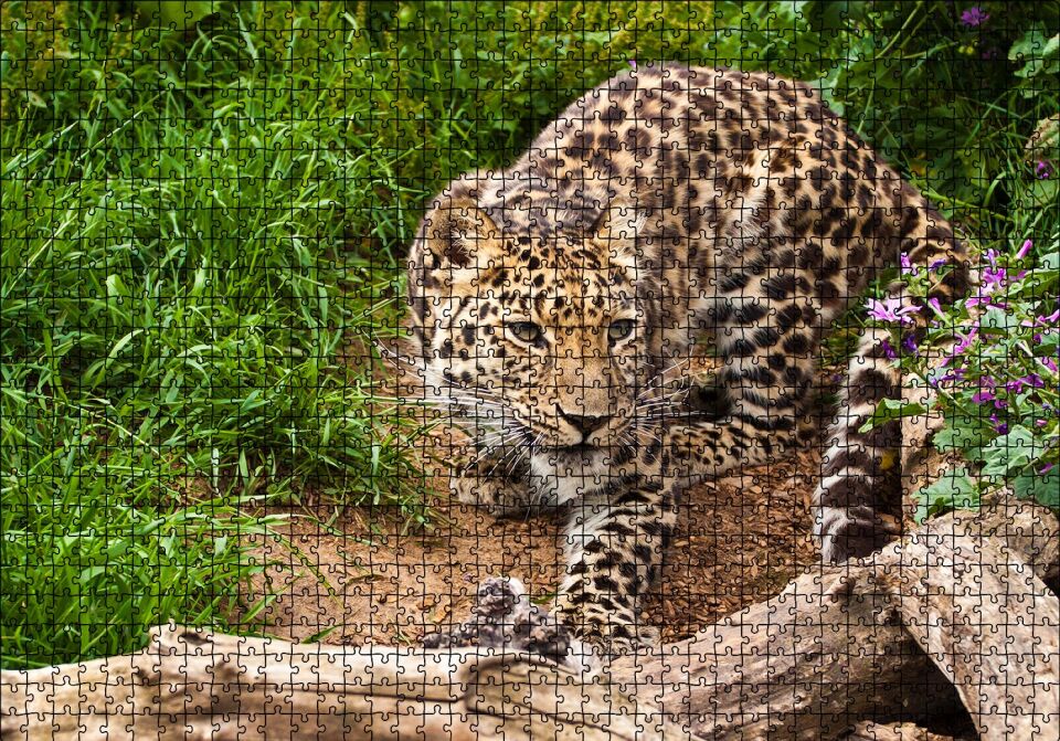 Çayırdaki Leopar Pusuda Puzzle Yapboz MDF Ahşap 1000 Parça 49 cm X 68 cm