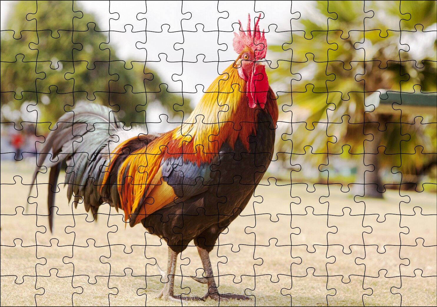 Heybetli Horoz Flu Çiftlik Arka Plan Puzzle Yapboz MDF Ahşap