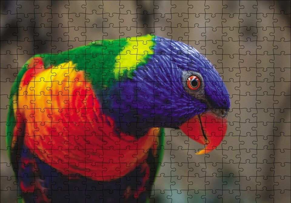Swainson Papağanı Yakın Çekim Puzzle Yapboz MDF Ahşap 255 Parça 34 cm X 49 cm
