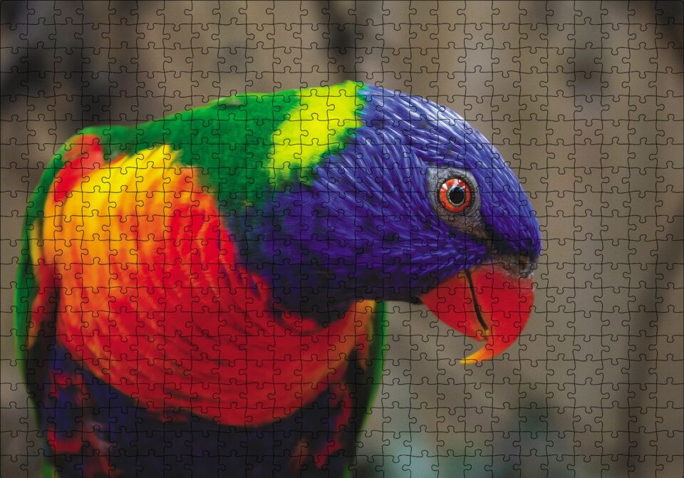 Swainson Papağanı Yakın Çekim Puzzle Yapboz MDF Ahşap 500 Parça 49 cm X 68 cm