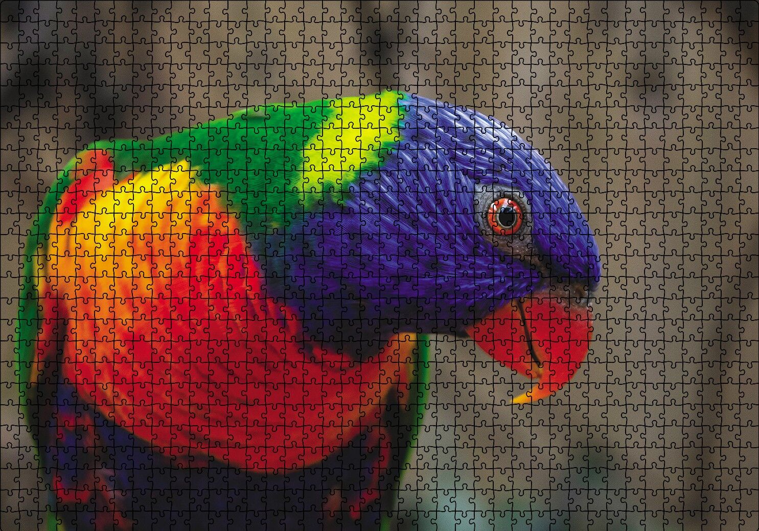 Swainson Papağanı Yakın Çekim Puzzle Yapboz MDF Ahşap 1000 Parça 49 cm X 68 cm