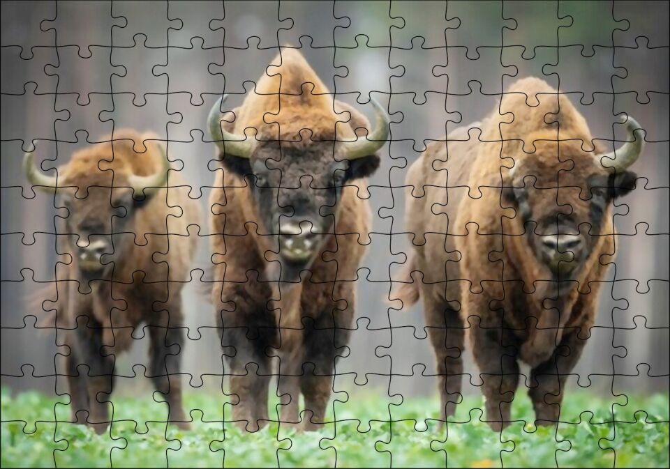 Bieszczady Bizonu Görseli Puzzle Yapboz MDF Ahşap