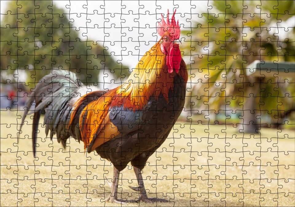 Heybetli Horoz Flu Çiftlik Arkaplan Puzzle Yapboz MDF Ahşap 255 Parça 34 cm X 49 cm