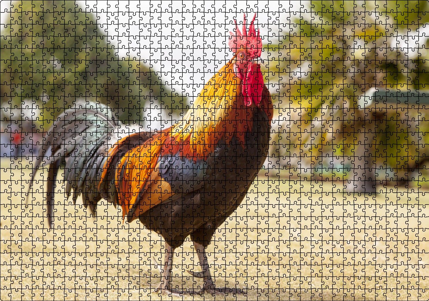 Heybetli Horoz Flu Çiftlik Arkaplan Puzzle Yapboz MDF Ahşap 1000 Parça 49 cm X 68 cm