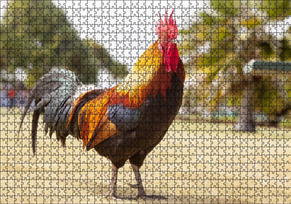 Heybetli Horoz Flu Çiftlik Arkaplan Puzzle Yapboz MDF Ahşap 1000 Parça 49 cm X 68 cm