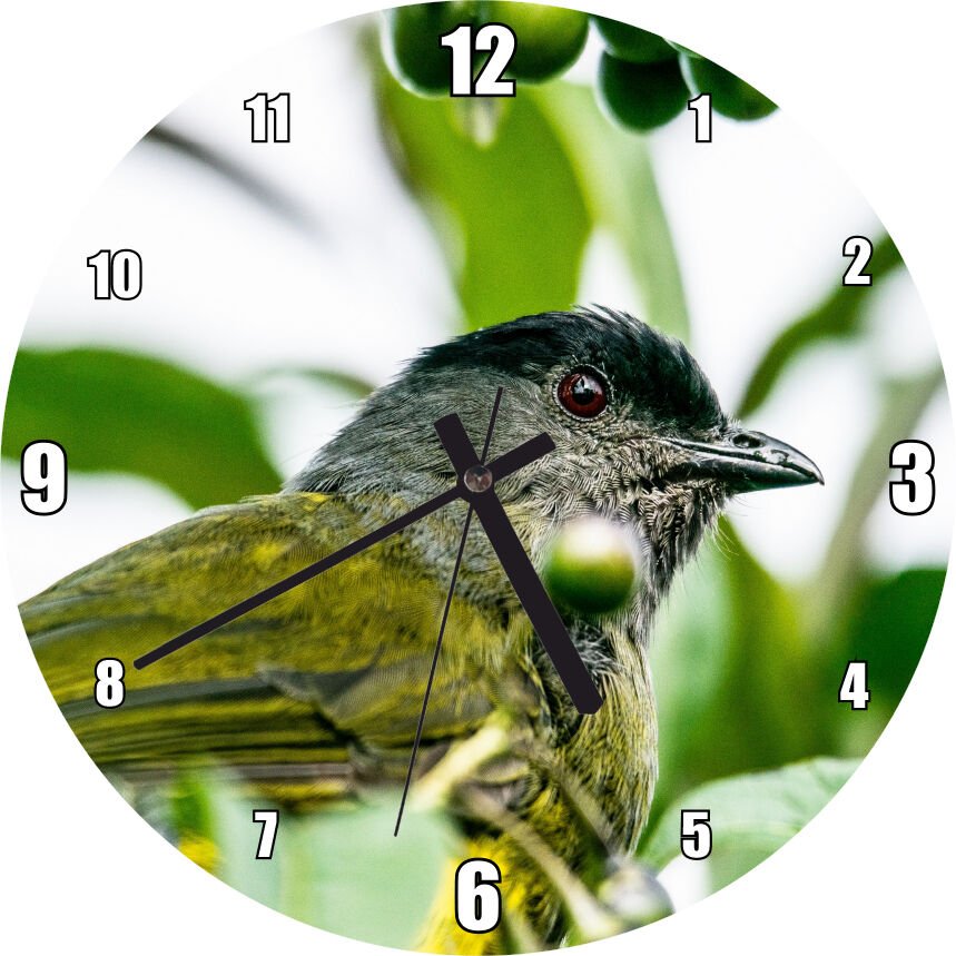 Gri Sarı Kuş ve Dalda Yeşil Meyveler Mdf Ahşap Duvar Saati