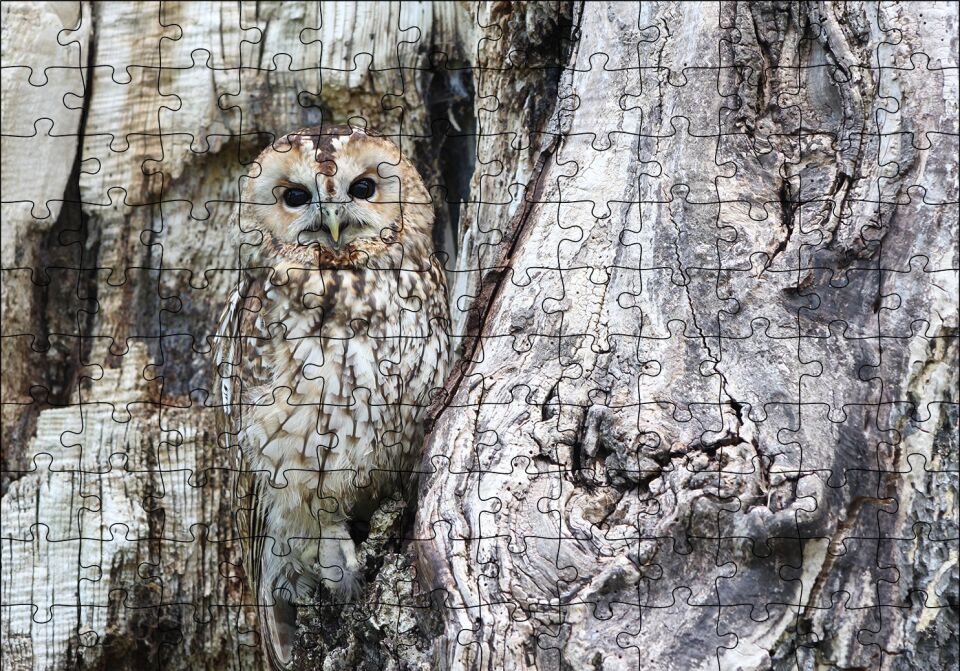 Baykuş ve Ağaçla Muhteşem Kamuflajı Puzzle Yapboz MDF Ahşap