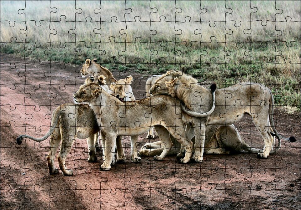 Toprak Yolun Ortasında Aslan Ailesi Puzzle Yapboz MDF Ahşap 120 Parça 24 cm X 34 cm