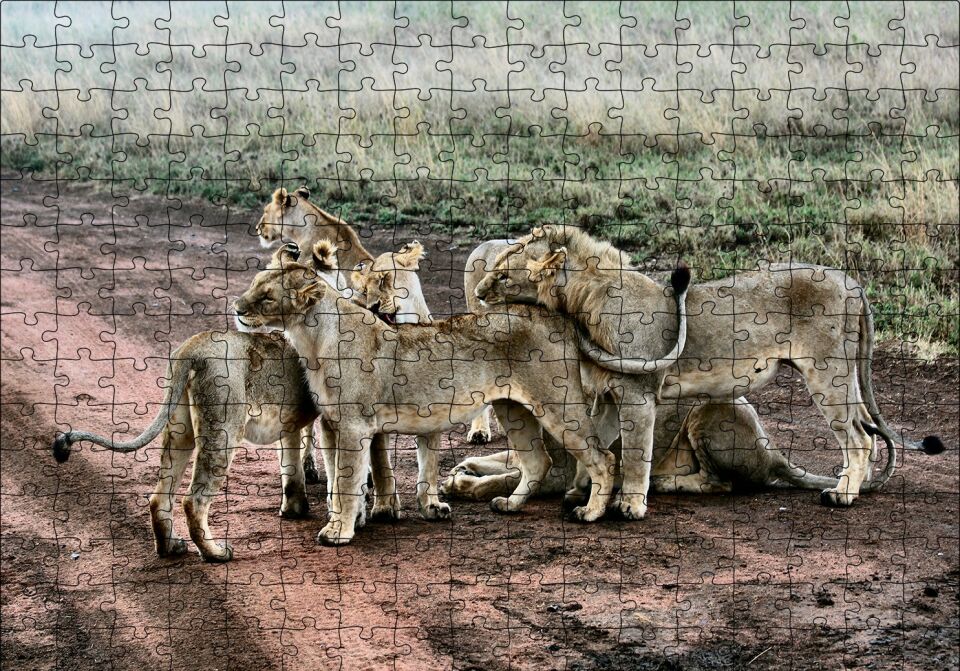 Toprak Yolun Ortasında Aslan Ailesi Puzzle Yapboz MDF Ahşap 255 Parça 34 cm X 49 cm