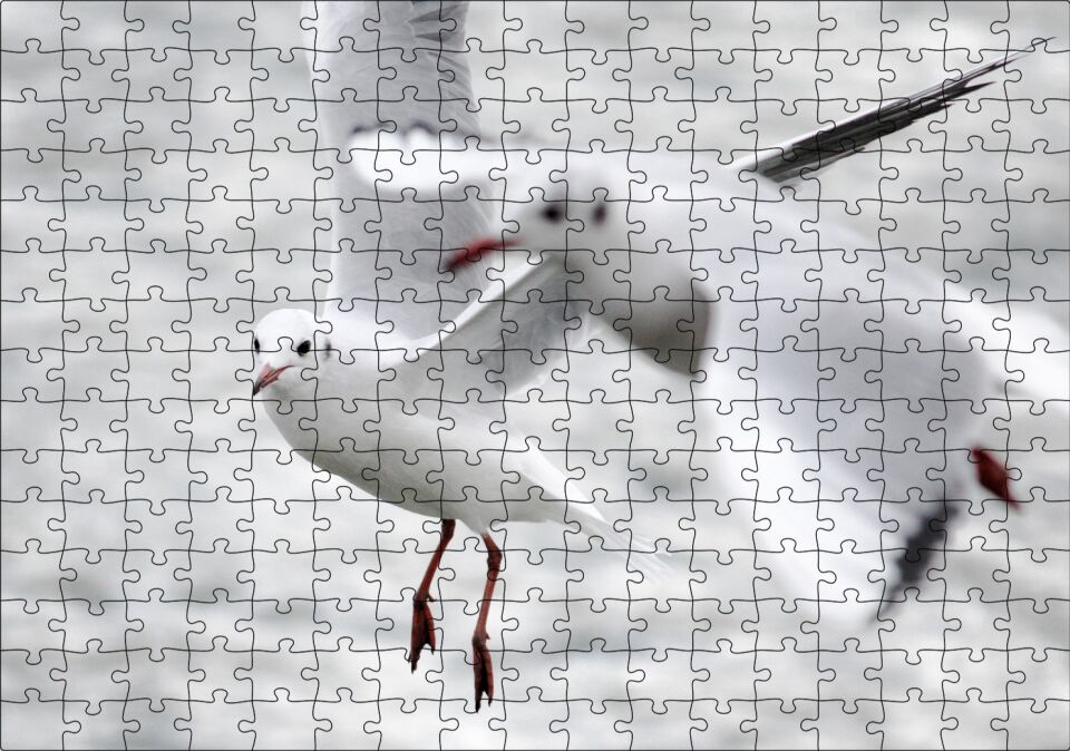 İki Martı Yakın Çekim Flu Deniz Arka Plan Puzzle Yapboz MDF Ahşap 255 Parça 34 cm X 49 cm