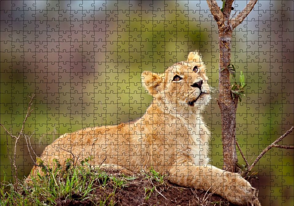 Dişi Genç Aslan Puzzle Yapboz MDF Ahşap 500 Parça 49 cm X 68 cm