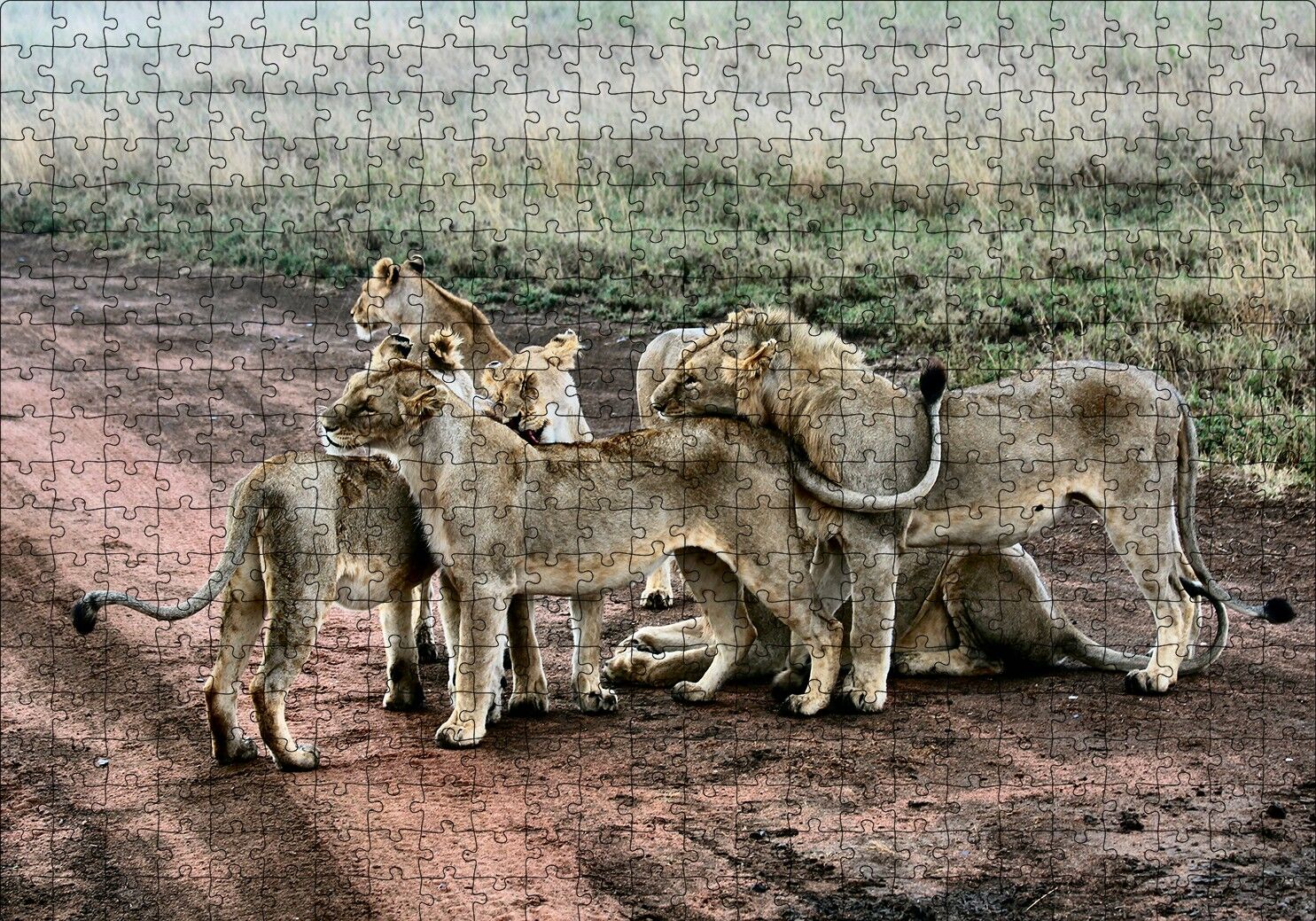 Toprak Yolun Ortasında Aslan Ailesi Puzzle Yapboz MDF Ahşap 500 Parça 49 cm X 68 cm