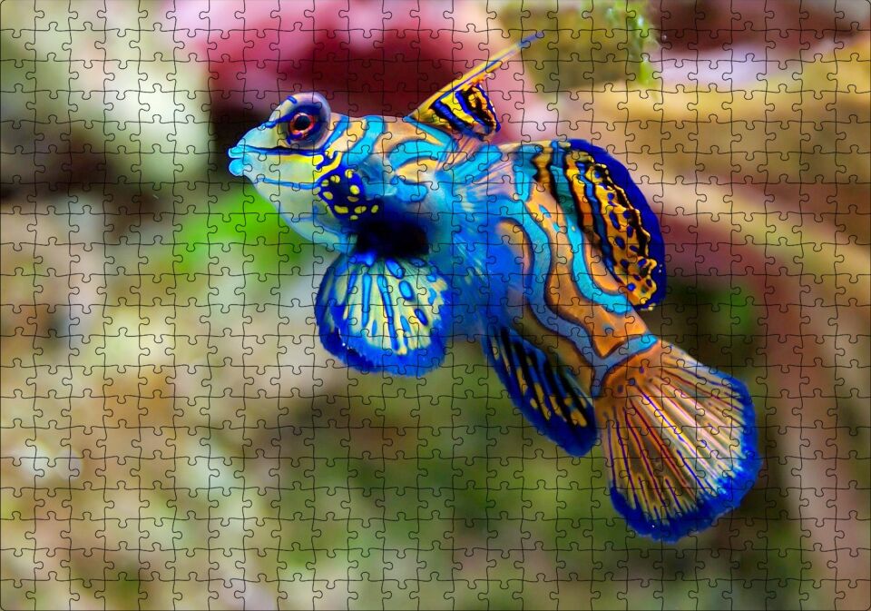 Mavi Mandarin Balığı Puzzle Yapboz MDF Ahşap 500 Parça 49 cm X 68 cm