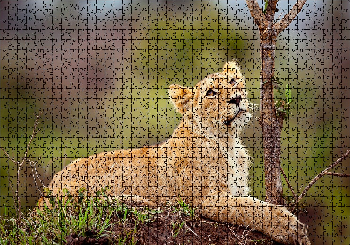 Dişi Genç Aslan Puzzle Yapboz MDF Ahşap 1000 Parça 49 cm X 68 cm