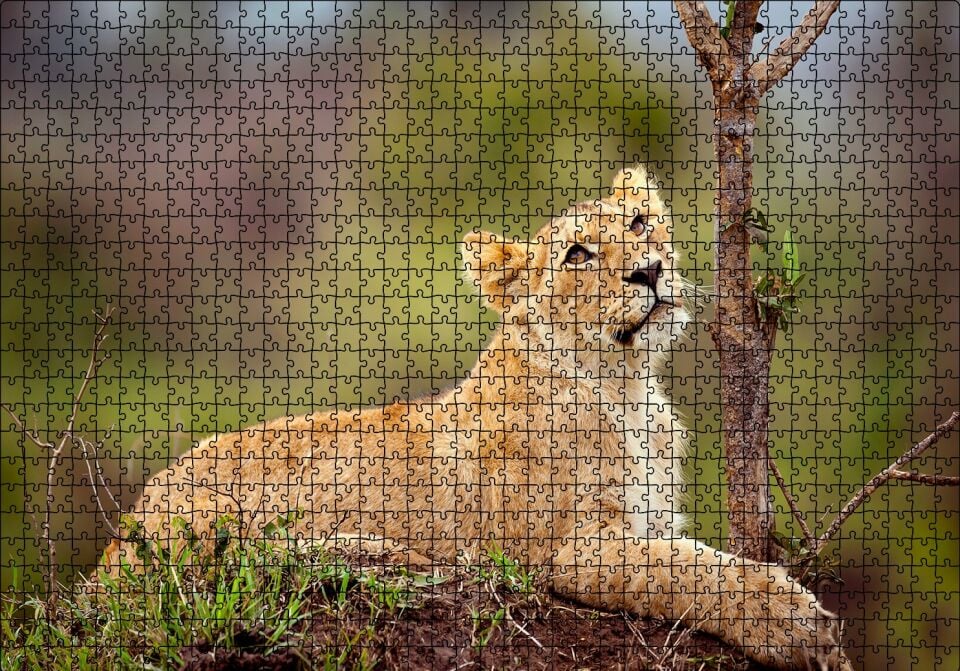 Dişi Genç Aslan Puzzle Yapboz MDF Ahşap 1000 Parça 49 cm X 68 cm