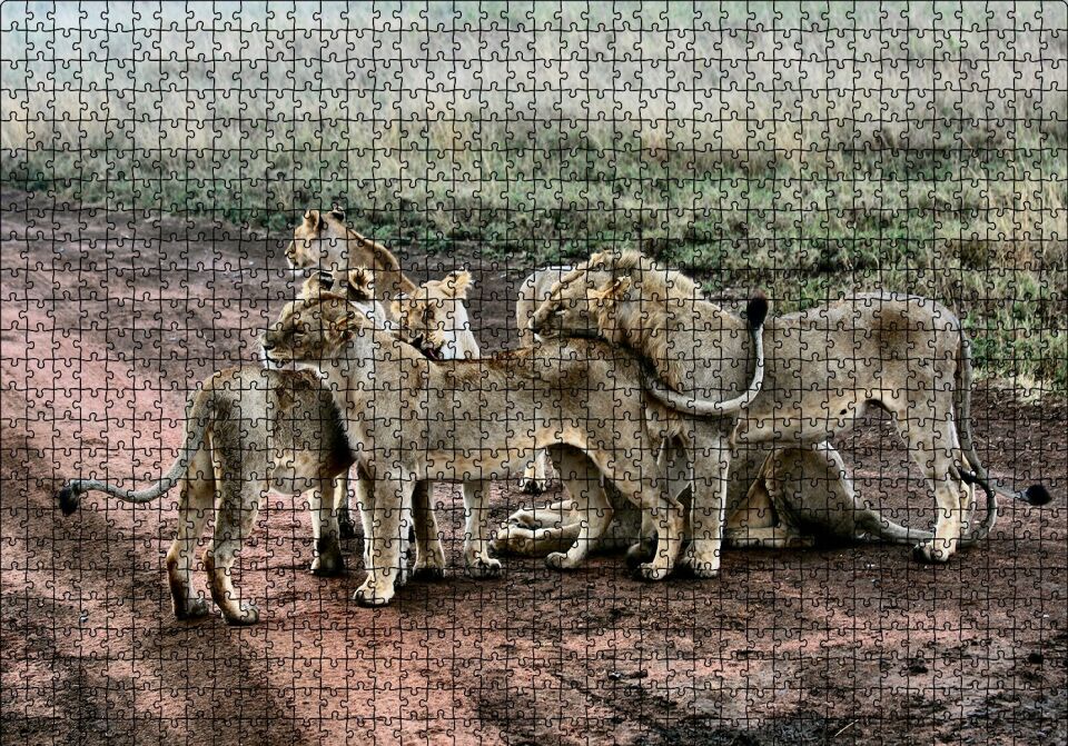Toprak Yolun Ortasında Aslan Ailesi Puzzle Yapboz MDF Ahşap 1000 Parça 49 cm X 68 cm