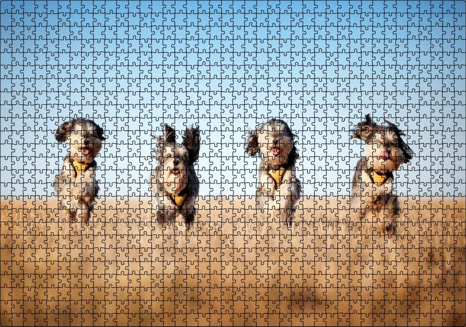 Kuru Otların Arasında Koşan 4 Sevimli Terrier Puzzle Yapboz MDF Ahşap 1000 Parça 49 cm X 68 cm
