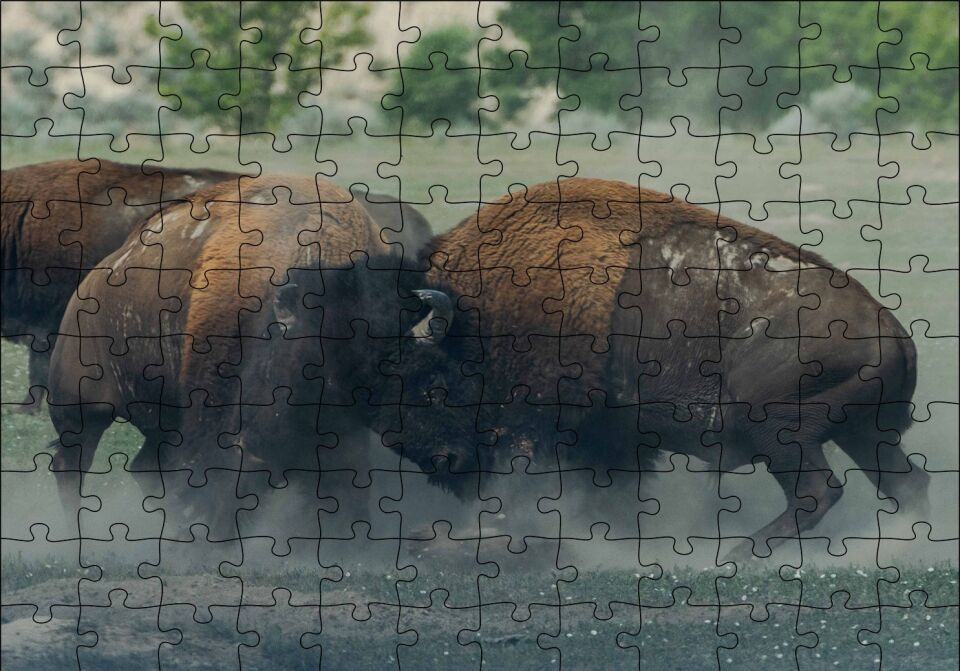 Toslaşan Bizonlar Puzzle Yapboz MDF Ahşap 120 Parça 24 cm X 34 cm