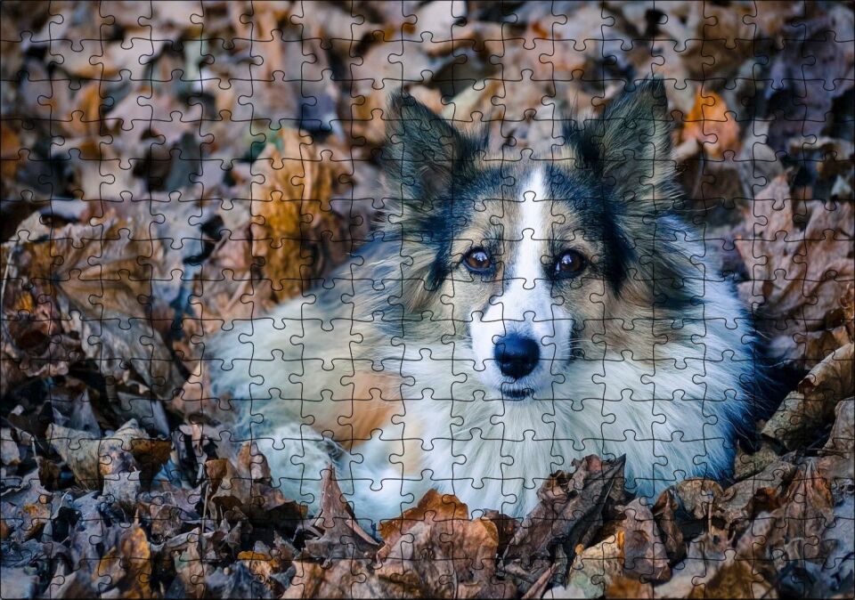 Kuru Yapraklar Arasındaki Sevimli Köpek Puzzle Yapboz MDF Ahşap 255 Parça 34 cm X 49 cm