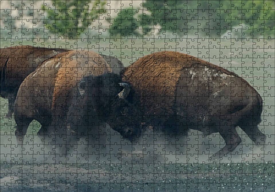 Toslaşan Bizonlar Puzzle Yapboz MDF Ahşap 500 Parça 49 cm X 68 cm